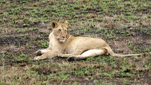 After dinner the lioness lay wearily on the grass and decided to rest and sleep. Masai-Mara national park photo