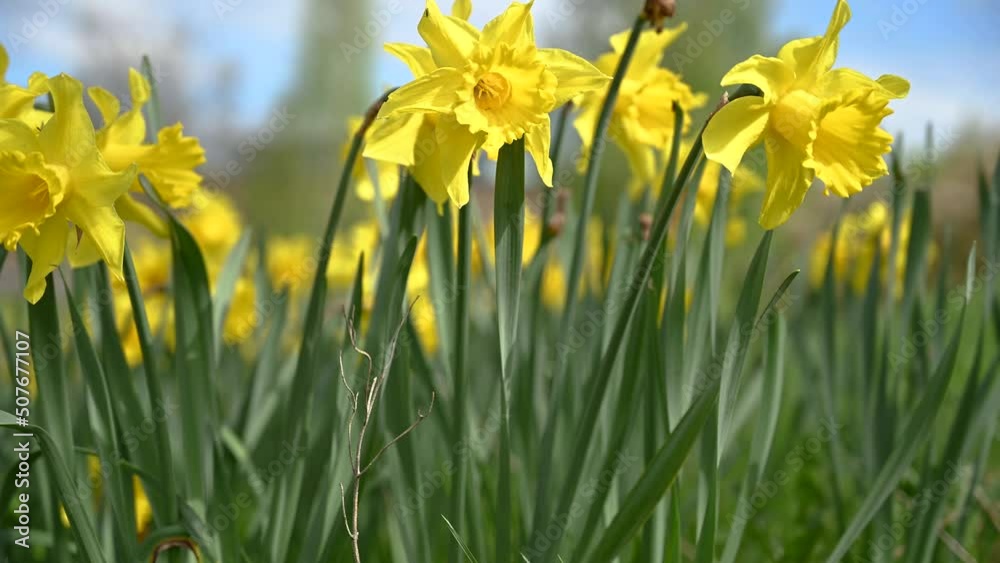 Seasonal Yellow flower field. field of flowers in the wind swaying close up. Concept: nature, flowers, spring, biology, fauna, environment, ecosystem. 4K copyspace. Seasonal Yellow flower field. field of flowers in the wind swaying close up. Concept: nature, flowers, spring, biology, fauna, environment, ecosystem. 4K copyspace.