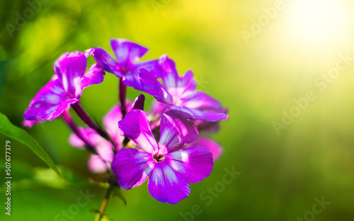 Purple flower on a green background. Summer wildflowers in the forest. Bright background with flowers. Flower for greeting text.