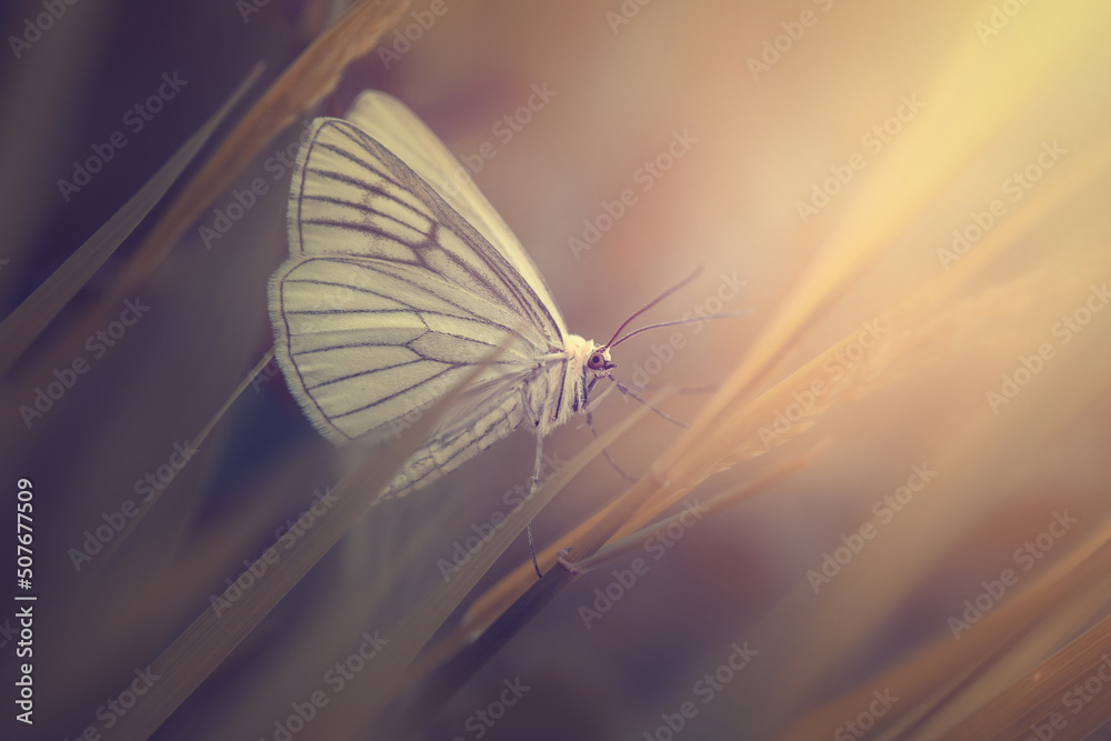 Biały motyl Dyblik liniaczek - obrazy, fototapety, plakaty 