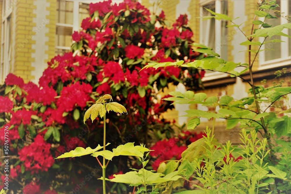 Grüne Blattpflanzen und roter RhododendronBusch im garten vor altem