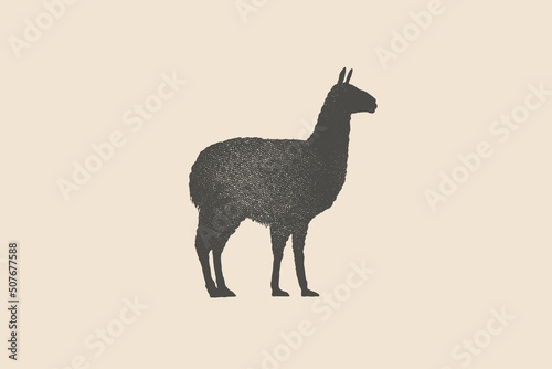Llama silhouette is drawn with a stamp effect. Alpaca animal of South America. Vintage emblem. Design element for shop, market, packaging, labels, and logo. Vector illustration.