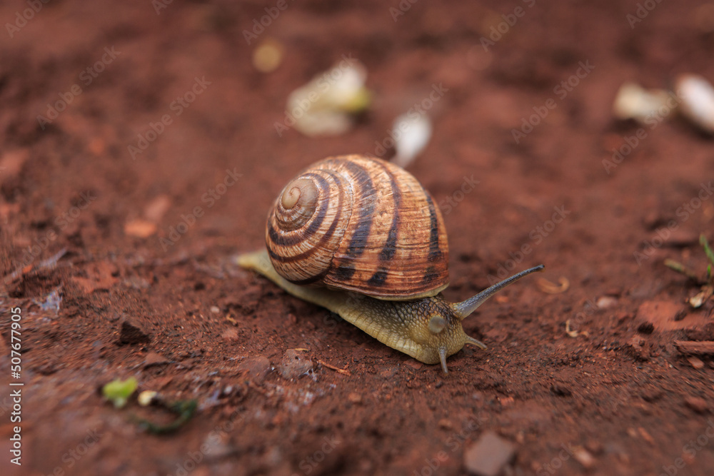 The snail crawls on the red earth after the rain. Snail on the ground in its natural habitat, snail shell cracked. The snail crawls on the red earth after the rain. Snail on the ground in its natural habitat, snail shell cracked.