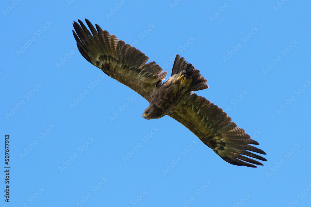 Obraz premium Lesser Spotted eagle Clanga pomarina - close up, bird in flight, blue sky natural background 