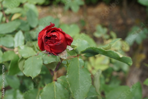 Rote Rose mit gr  nen Bl  ttern im Garten im Fr  hling 