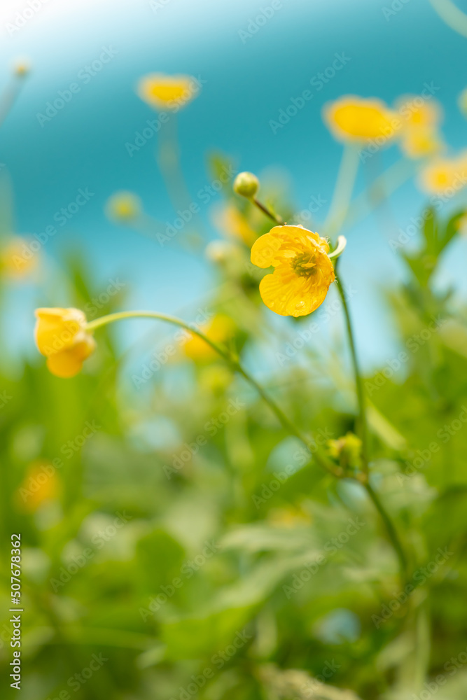 Obraz premium buttercup flowers