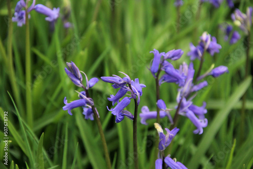 A close up of a Bluebell