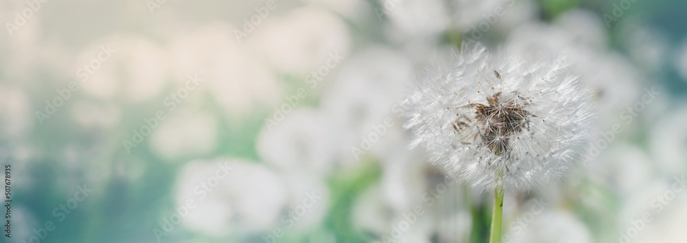 Obraz premium Dandelion, Taraxacum officinale, in the rays of the spring sun on a blurred background of a meadow with dandelions, close-up, background, banner with space for text