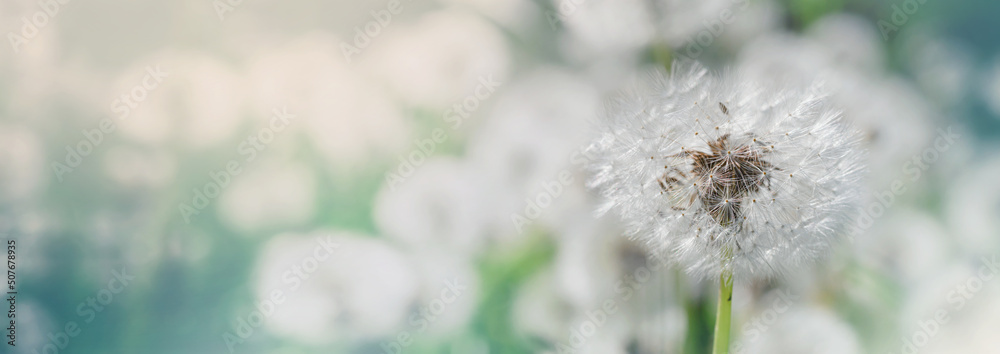 Dandelion, Taraxacum officinale, in the rays of the spring sun on a blurred background of a meadow with dandelions, close-up, background, banner with space for text