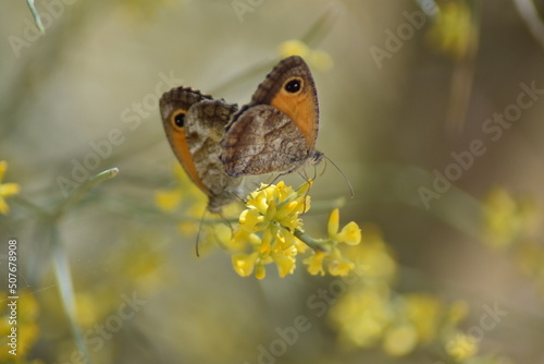 mariposas lobito jaspeado (pyronia cecilia) sobre flor amarilla de retama con fondo difuminado (macro) photo