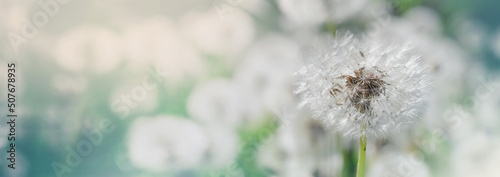 Dandelion  Taraxacum officinale  in the rays of the spring sun on a blurred background of a meadow with dandelions  close-up  background  banner with space for text