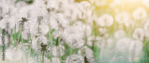 Meadow of dandelions with selective focus in the rays of the spring sun, close-up, background, banner with space for text