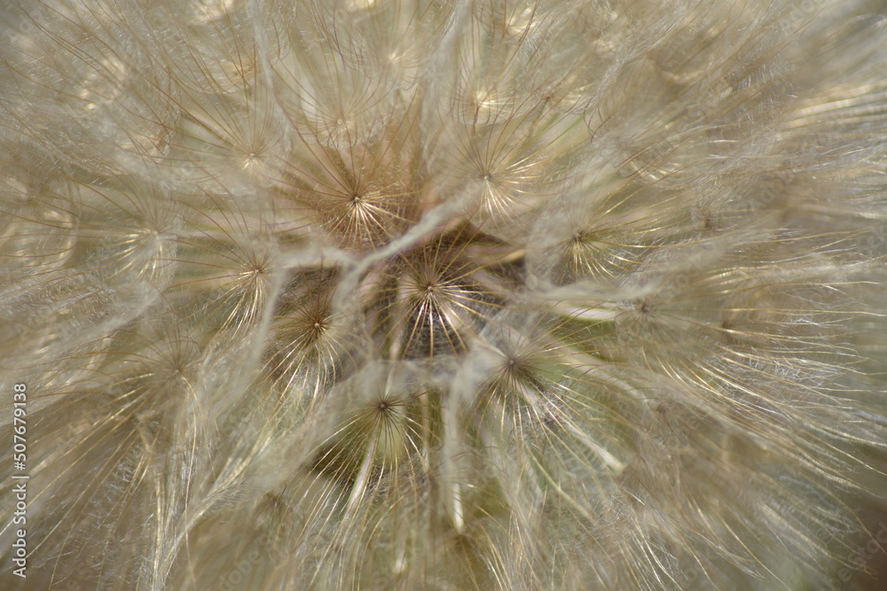Obraz premium Diente de león (macro)