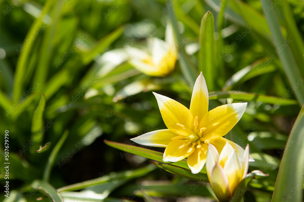 Fototapeta premium Yellow tulipa tarda dasystemon flowers in the garden in spring
