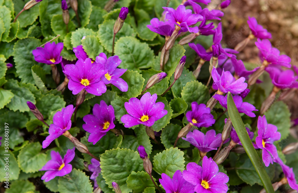 Spring primrose flowers in the garden Spring primrose flowers in the garden
