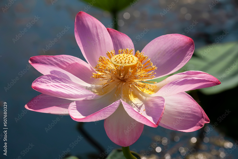 Pink flower of the lotus (Nelumbo nucifera) in the Volga river delta. Russia Pink flower of the lotus (Nelumbo nucifera) in the Volga river delta. Russia