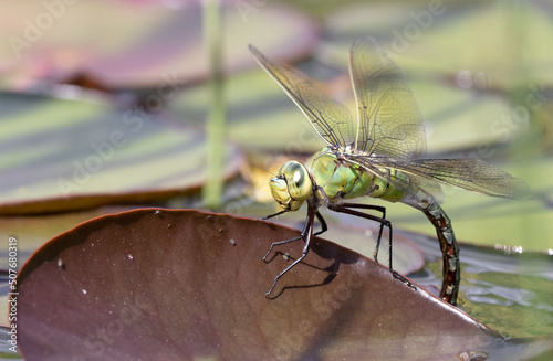 Dragonfly photo