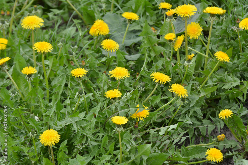 Fototapeta premium Dandelion (Taraxacum officinale) grows in nature in spring