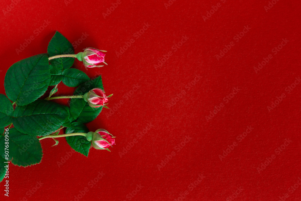 Beautiful rose buds on a red background, festive and anniversary decoration Beautiful rose buds on a red background, festive and anniversary decoration