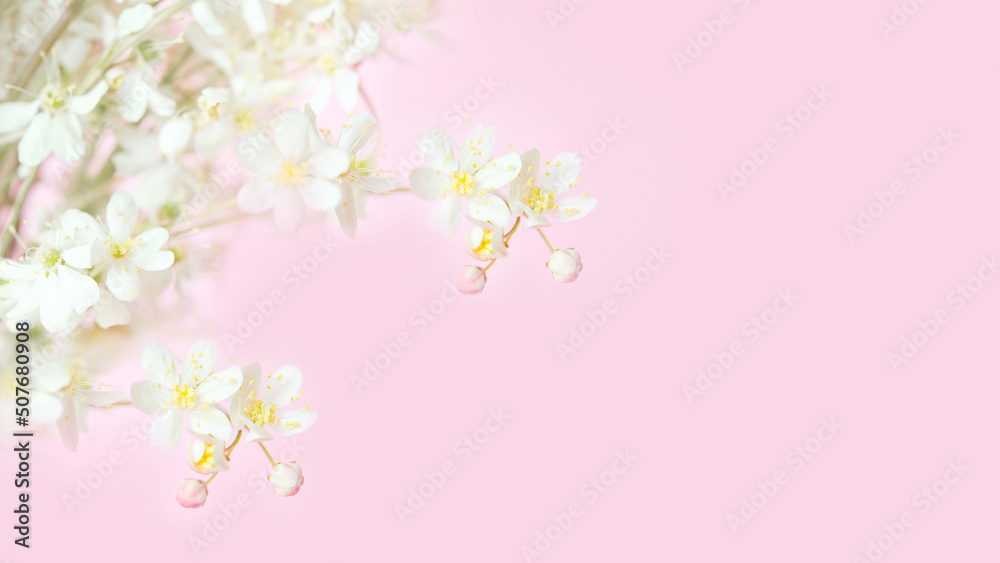 
branch of cherry blossoms on a soft pastel pink background