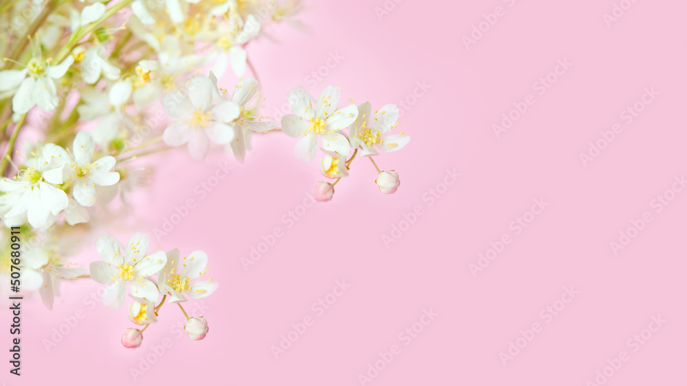 branch of cherry blossoms on a soft pastel pink background
branch of cherry blossoms on a soft pastel pink background
