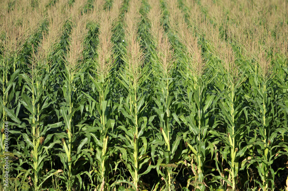 Corn grows in the field Corn grows in the field