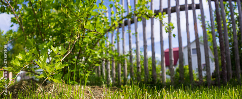 Panoramic background of a garden fruit bush surrounded by fresh green grass. Beautiful natural countryside landscape. Selective focusing on foreground with strong blurry background and copyspace