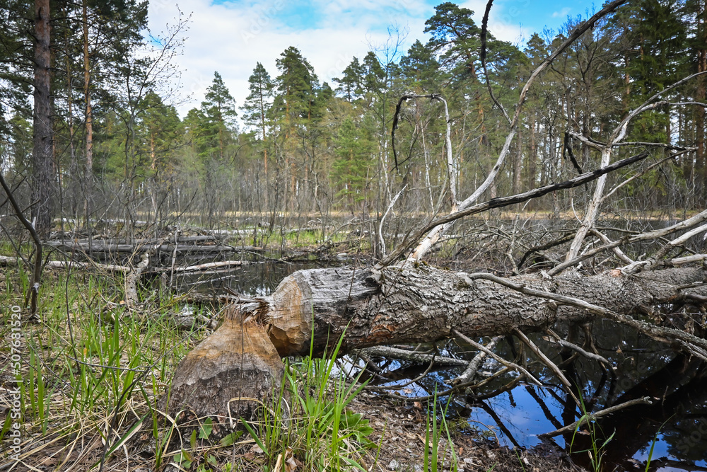 Obraz premium Trees gnawed by beavers.