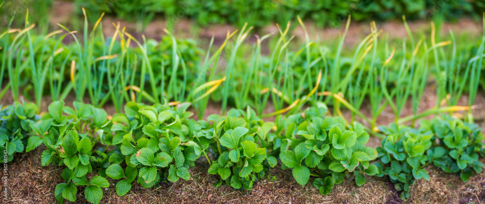 Beds of strawberries growing under the rays of the warm sun. Cultivated land close up. Agriculture plant growing in bed row. Sprouting agricultural plant. Green natural food crop Beds of strawberries growing under the rays of the warm sun. Cultivated land close up. Agriculture plant growing in bed row. Sprouting agricultural plant. Green natural food crop