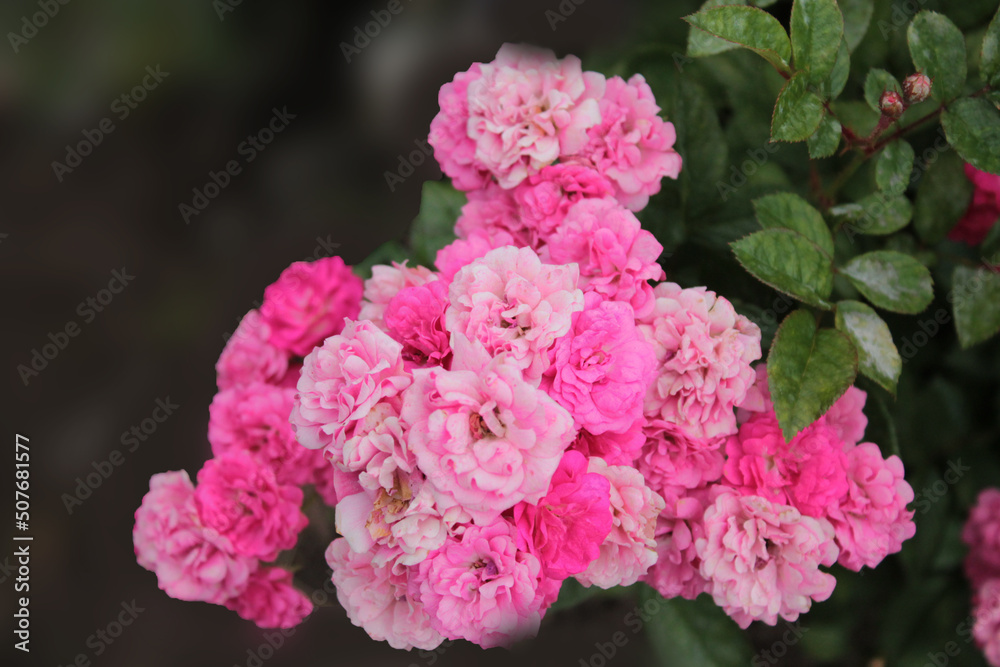 A branch of delicate pink roses getting ready for bed, computer wallpaper A branch of delicate pink roses getting ready for bed, computer wallpaper