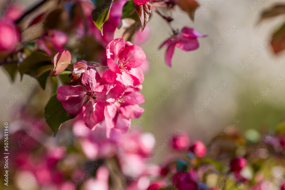 A pink decorative apple tree blooms in the beautiful light of sunset. Spring, nature wallpaper. A blooming apple tree in the garden. Blooming pink flowers on the branches of a tree. Macro photography. A pink decorative apple tree blooms in the beautiful light of sunset. Spring, nature wallpaper. A blooming apple tree in the garden. Blooming pink flowers on the branches of a tree. Macro photography.
