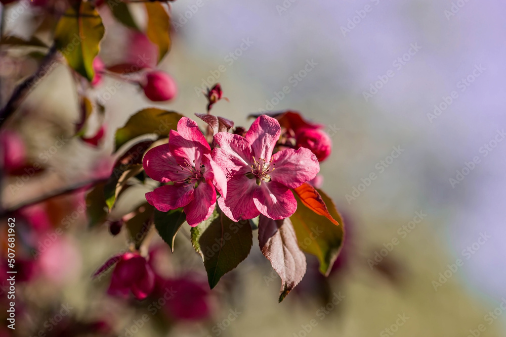 A pink decorative apple tree blooms in the beautiful light of sunset. Spring, nature wallpaper. A blooming apple tree in the garden. Blooming pink flowers on the branches of a tree. Macro photography. A pink decorative apple tree blooms in the beautiful light of sunset. Spring, nature wallpaper. A blooming apple tree in the garden. Blooming pink flowers on the branches of a tree. Macro photography.