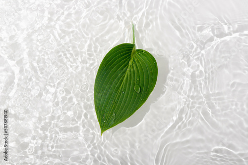 Green leaves hosts on blue water background close-up. White texture surface with rings and ripple. Flat lay, top view, copy space.