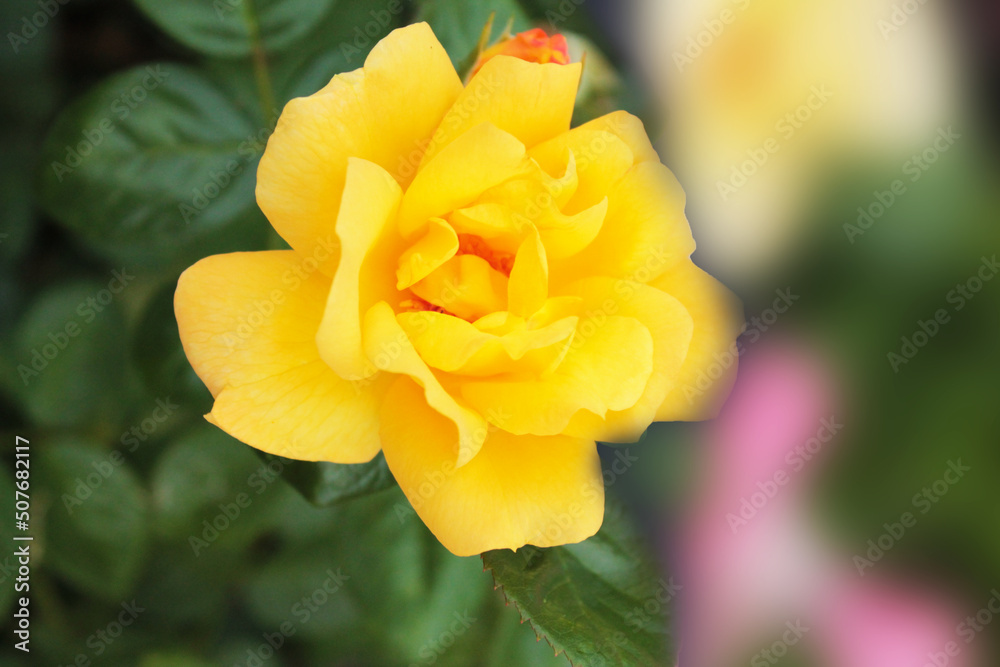 Big beautiful yellow rose opened the petals of a bud, computer wallpaper Big beautiful yellow rose opened the petals of a bud, computer wallpaper