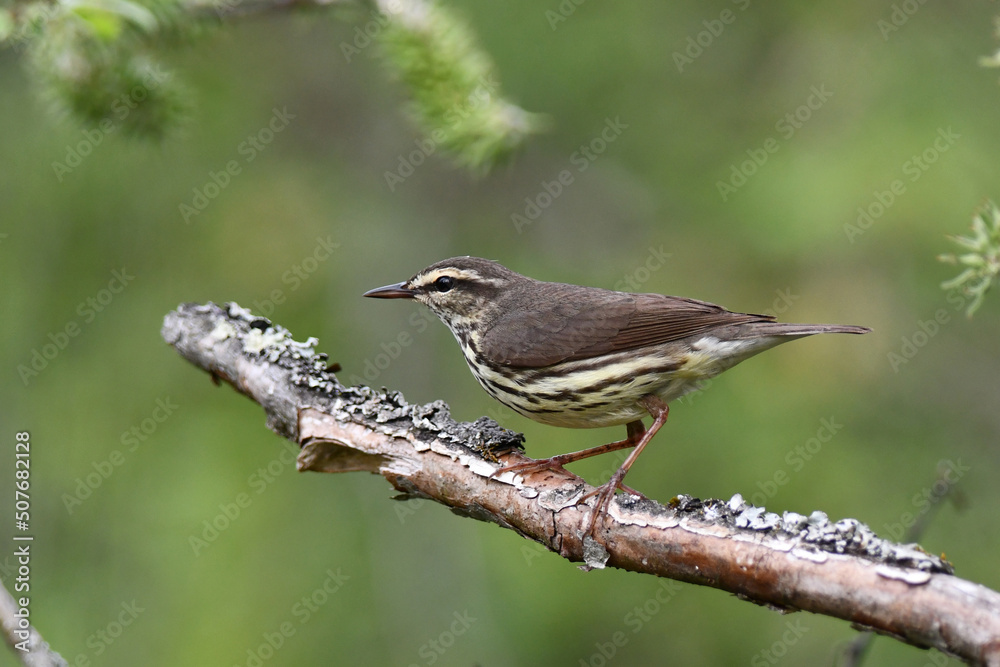 Northern Water Thrush bird perched on a branch Northern Water Thrush bird perched on a branch