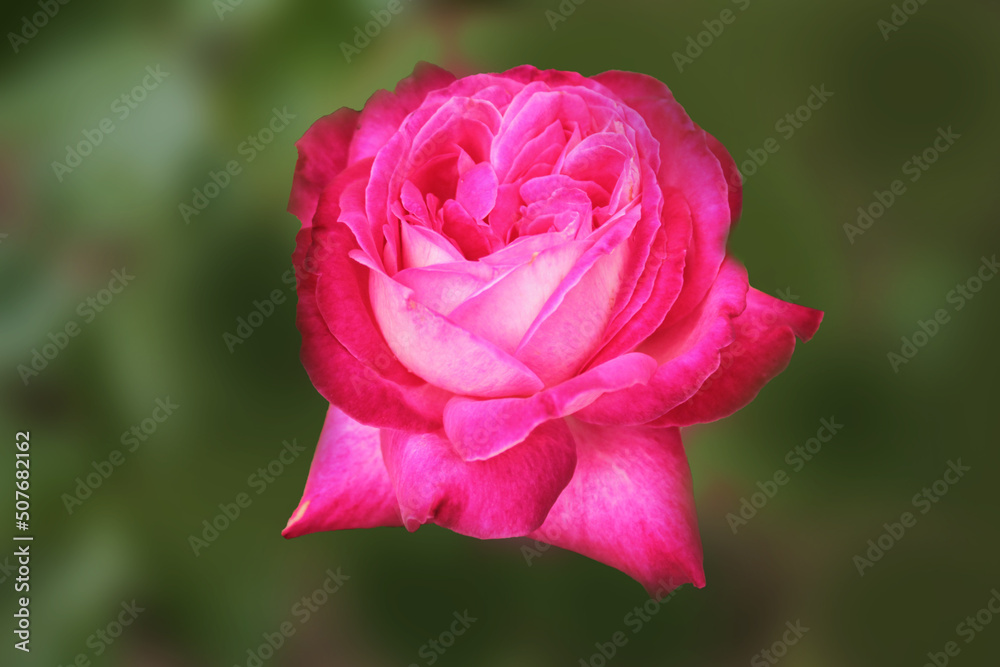 Delicate pink rose hiding in the shade of trees from the hot summer sun, computer wallpaper