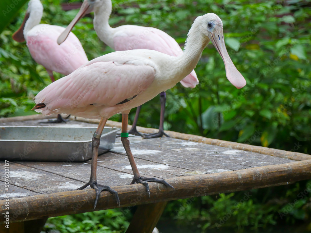 roseate spoonbill (Platalea ajaja) is a gregarious wading bird of the ...