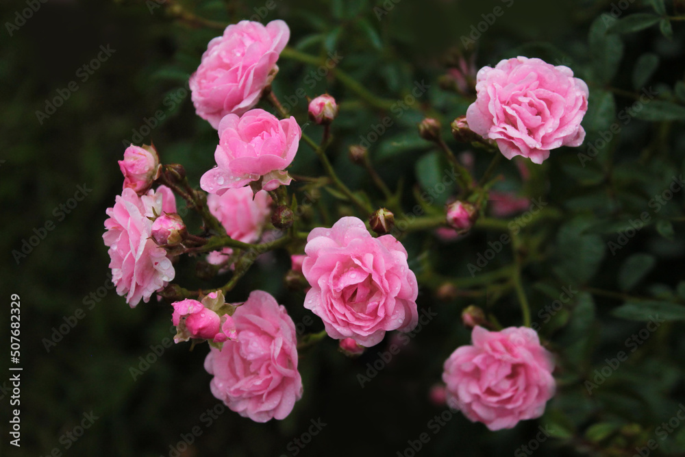 Large inflorescence of pink roses in the city park, computer wallpaper