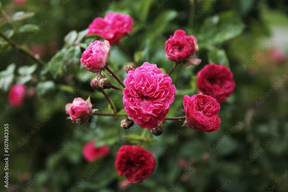 Large inflorescence of red roses in the city park, computer wallpaper Large inflorescence of red roses in the city park, computer wallpaper