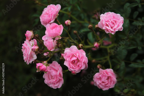 Large inflorescence of pink roses in the city park  computer wallpaper