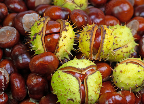 Früchte der Rosskastanie, Aesculus hippocastanum