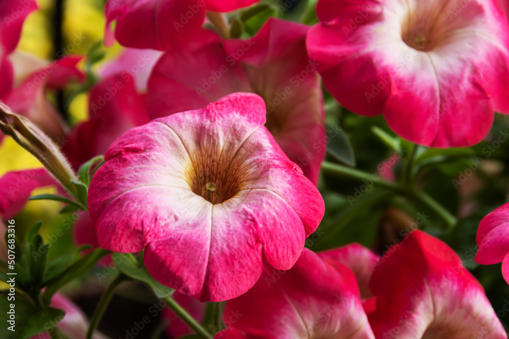 Piękny świeży kwiat petunii ogrodowej - obrazy, fototapety, plakaty 