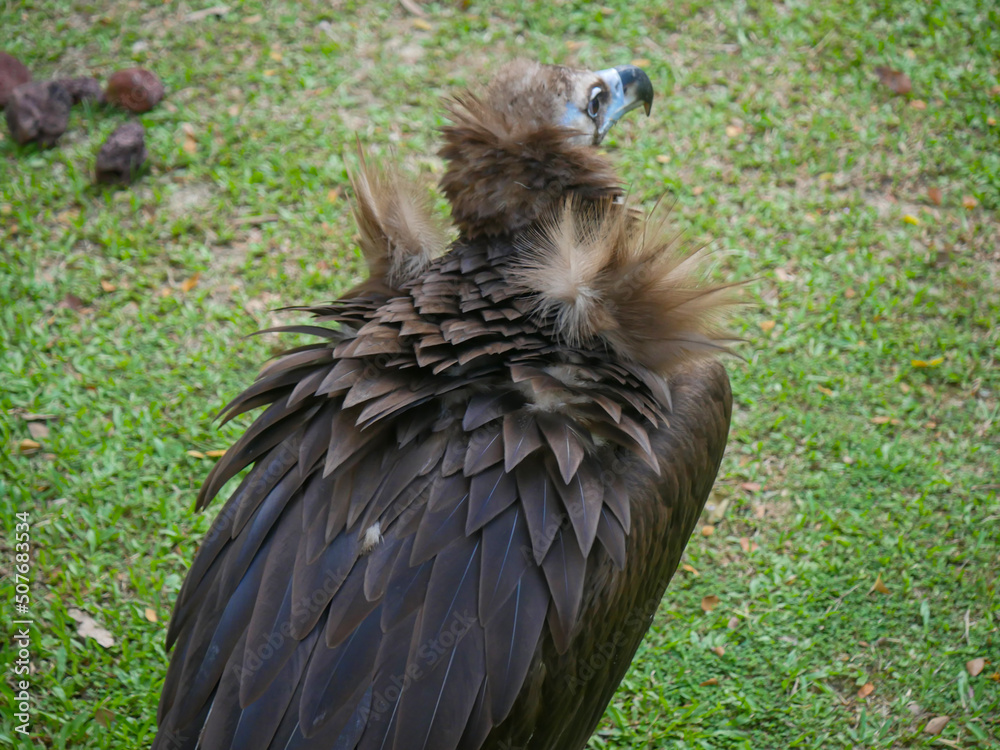 Fototapeta premium cinereous vulture (Aegypius monachus) is a large raptor also known as the black vulture, monk vulture and Eurasian black vulture roaming in Park