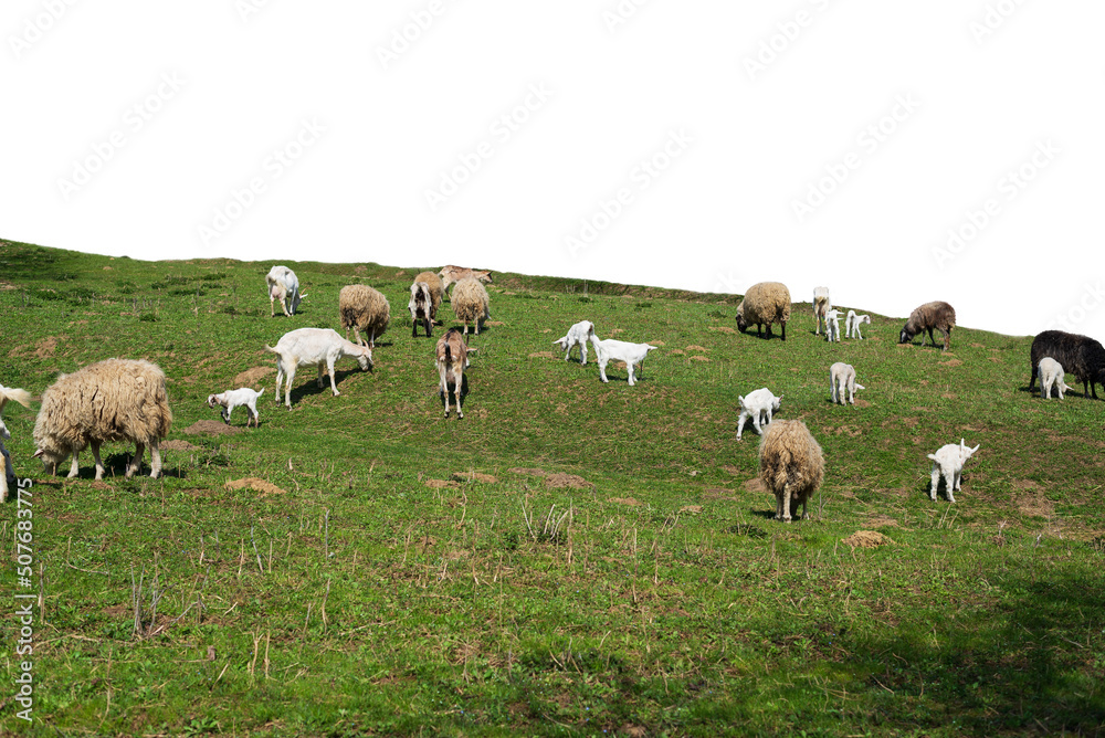Flock of goats and sheep graze in the pasture isolated Flock of goats and sheep graze in the pasture isolated
