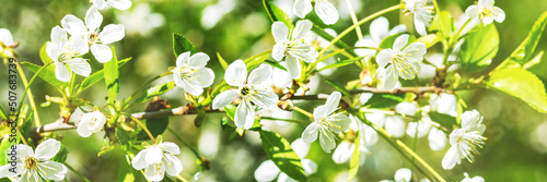 Foto Blooming branches of a cherry tree closeup
