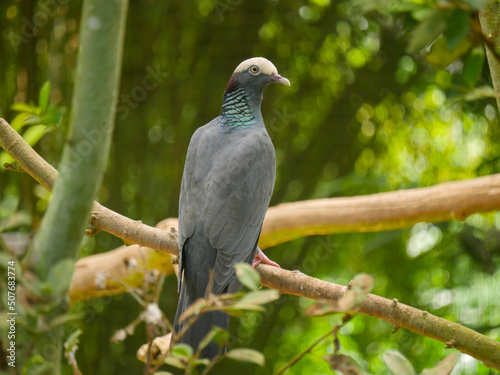 White crowned pigeon (Patagioenas leucocephala) is a fruit and seed-eating species of bird seated on branch of tree
