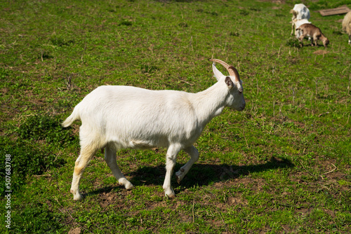 white dairy breed goat in a field with grass