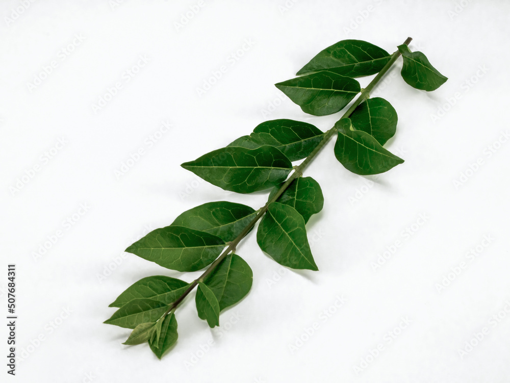 Fototapeta premium Twig with green leaf isolated on white background.