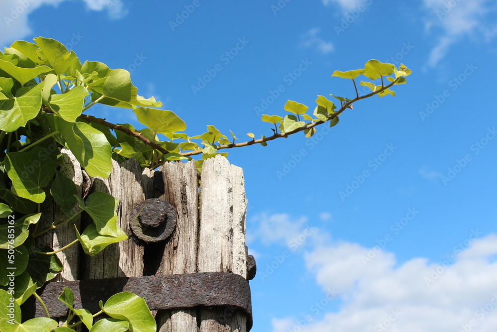Fototapeta premium Ivy, Efeuranke an altem Holzpfosten im Weinberg, Hessen