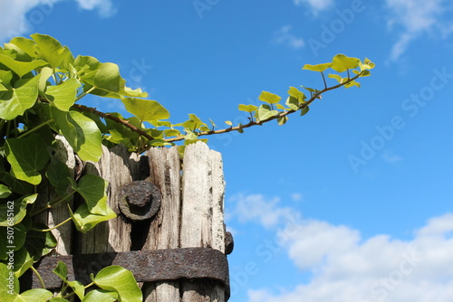 Ivy, Efeuranke an altem Holzpfosten im Weinberg, Hessen photo